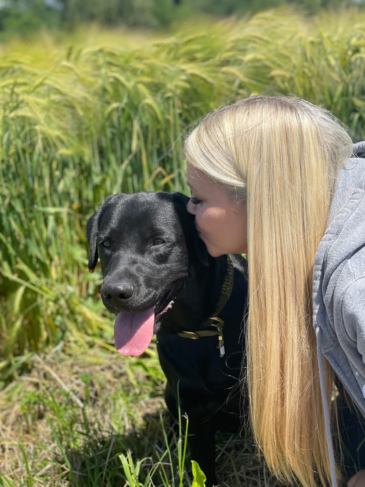 Dreamdogs by Virginia Ulrich